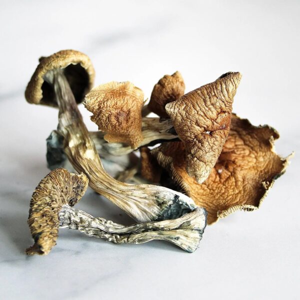 Golden Teachers