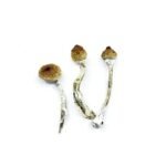 Buy Mazatapec Magic Mushrooms