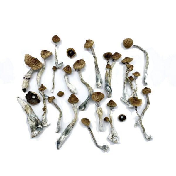 Thai-Koh Samui Magic Mushrooms
