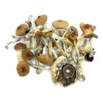 Shrooms