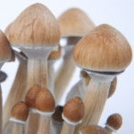 Albino Cambodia Mushrooms