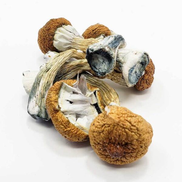Blue Meanie Mushroom For Sale | shrooms store near me