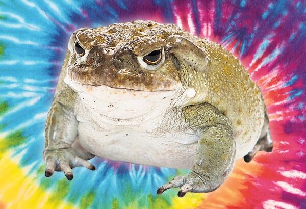 BUFO BUFO VENOM