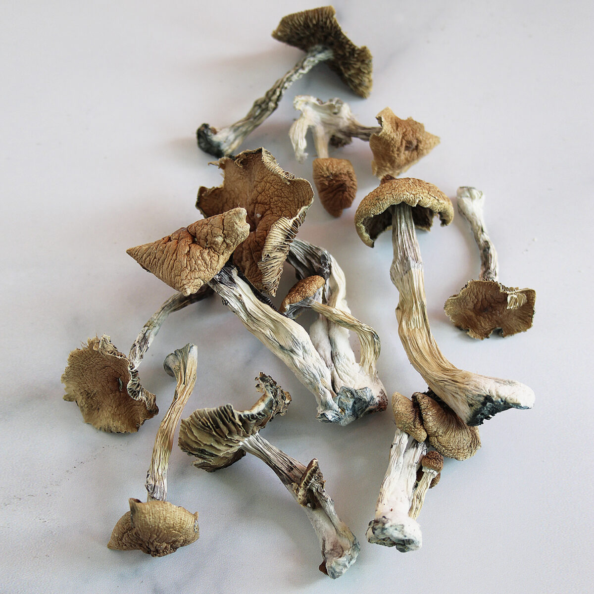 Buy Golden Teacher Magic Mushrooms - How to Buy Shrooms Online UK