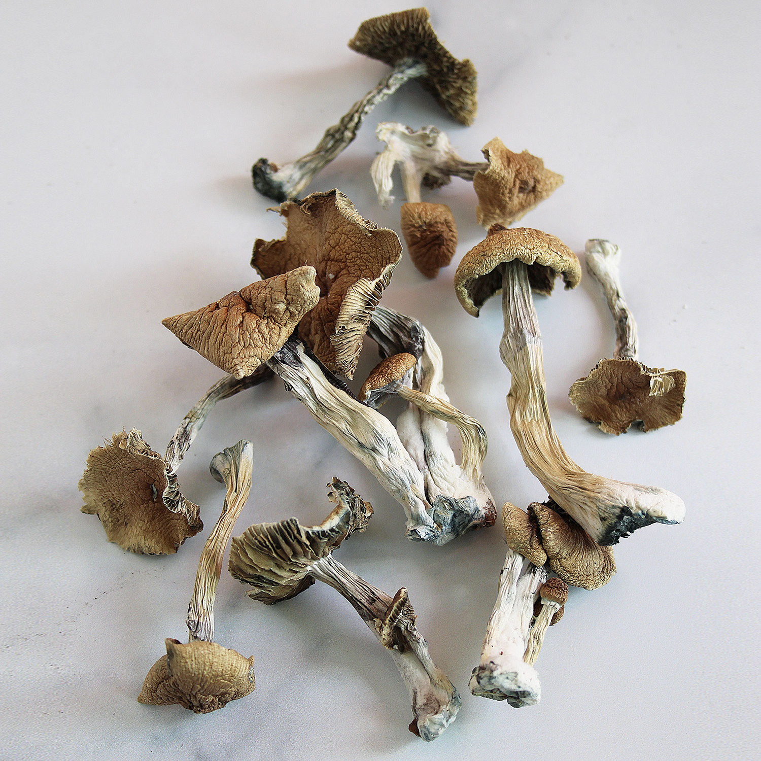 Buy Golden Teacher Magic Mushrooms - How to Buy Shrooms Online UK