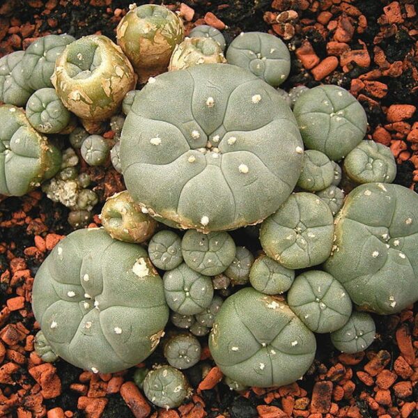Buy lophophora williamsii | Buy Peyote Online | Peyote For Sale 2023