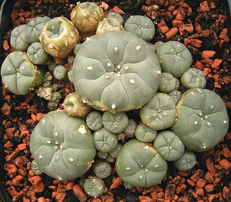 Buy lophophora williamsii | Buy Peyote Online | Peyote For Sale 2023
