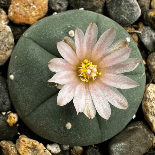 Buy Lophophora Williamsii Seeds - Buy Peyote Seeds -Best Peyote