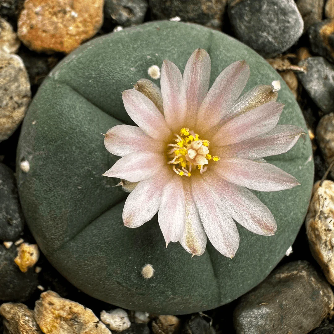 Buy Lophophora Williamsii Seeds - Buy Peyote Seeds -Best Peyote