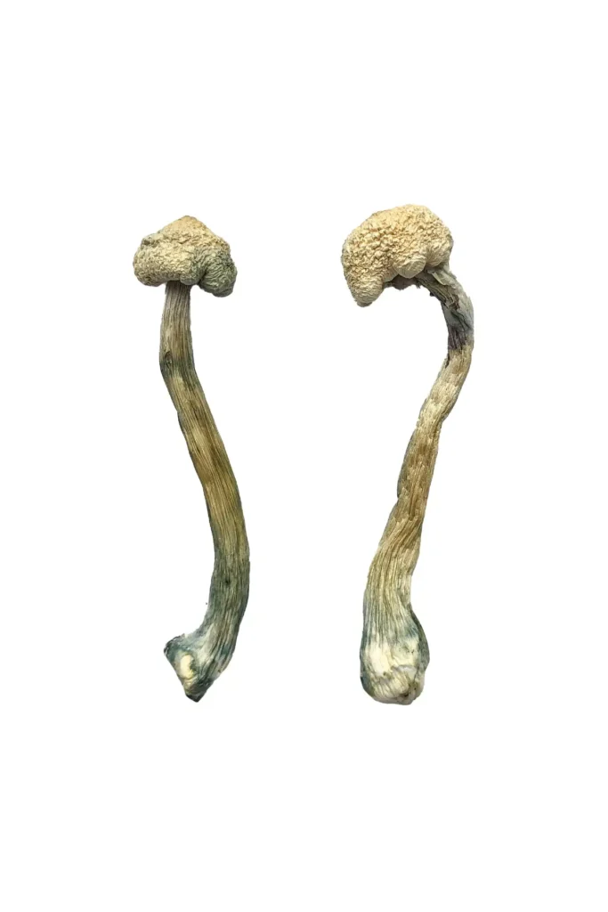 Buy Magic Mushrooms UK | Magic mushroom shop uk