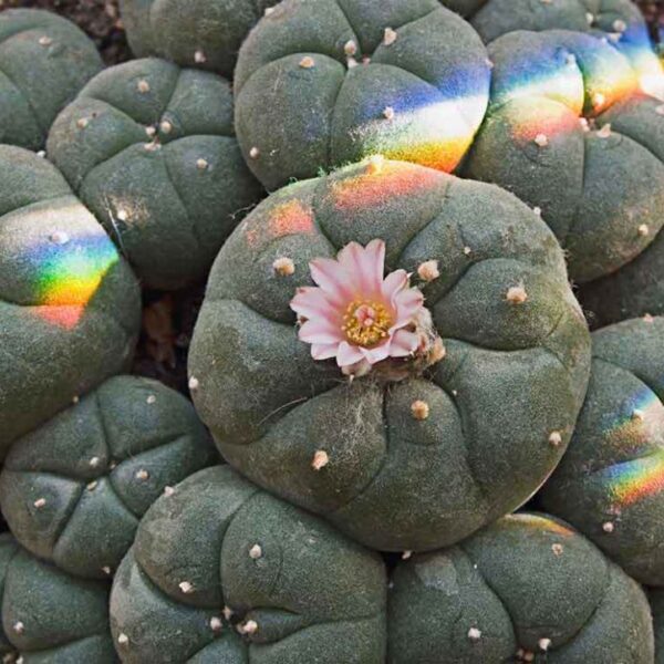 Buy Mescaline Online | Buy Peyote Cactus Online 2023