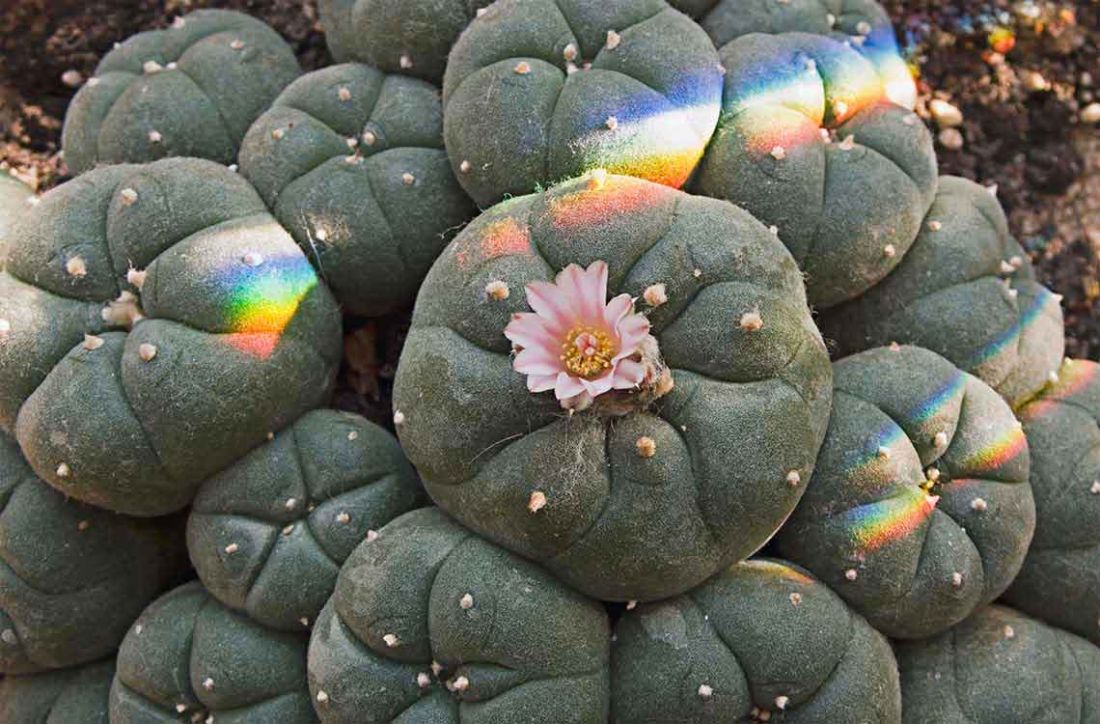 Buy Mescaline Online | Buy Peyote Cactus Online 2023