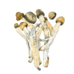 BUY Penis envy Magic Mushroom UK | BUY Magic mushrooms UK