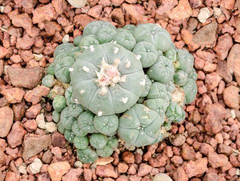 Buy Peyote Cactus | Peyote Cactus For Sale | Buy Peyote Online