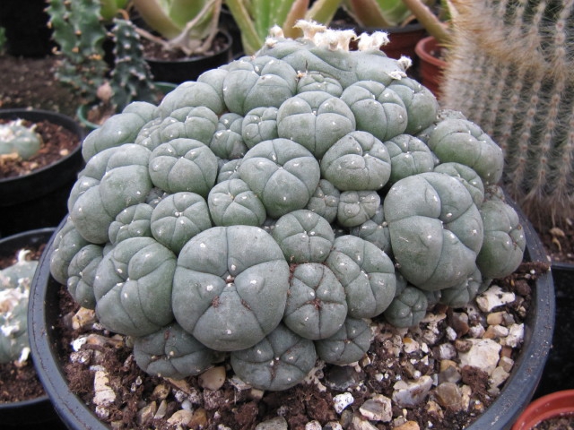Buying Peyote Online | Fresh Peyote Buttons | Peyote For Sale