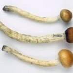Buy Malabar Magic Mushroom In Toronto