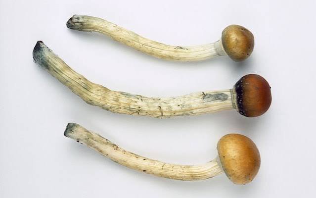 Buy Malabar Magic Mushroom In Toronto