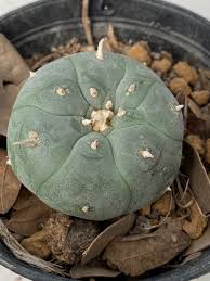 Lophophora Williamsii Cactus - Lophophora Williamsii Seeds