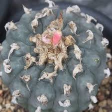 Lophophora Williamsii Seedling - Peyote Cactus Lophophora Williamsii Plants