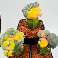 Lophophora Williamsii Seedling | Peyote Cactus Lophophora Williamsii