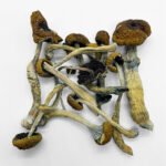 Malabar Magic Mushroom | Buy Psilocybin Mushrooms for anxiety