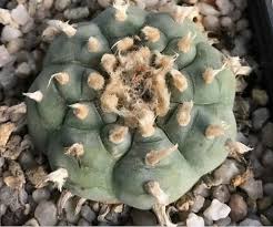 Mazapil Zacatecas - Lophophora Williamsii Mazapil Zacatecas