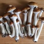 Buy Psilocybe Cubensis Shrooms