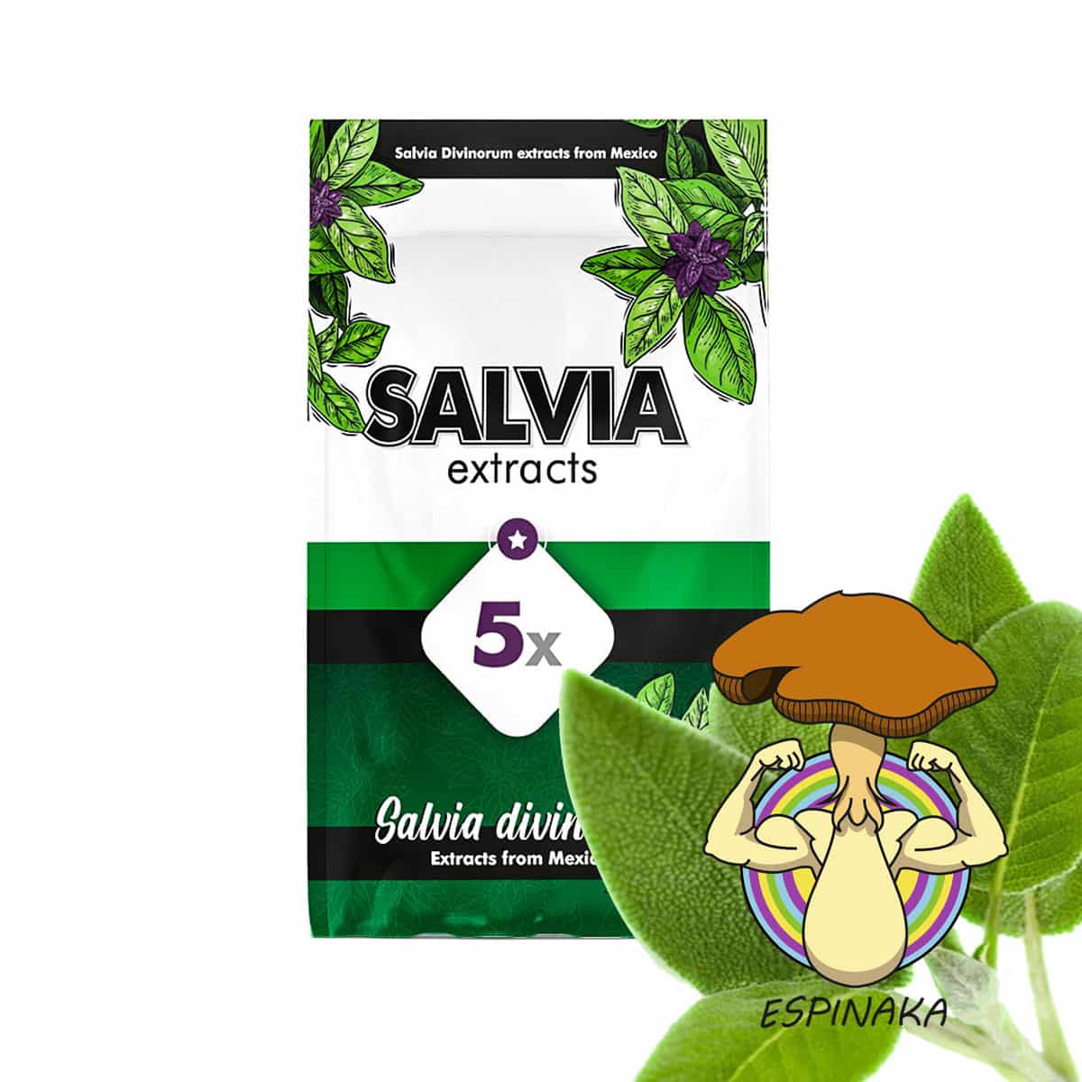 Salvia Divinorum Live Plant | Where To Buy Salvia Divinorum