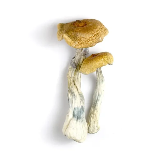 Shrooms for sale UK -Hawaiian Magic Mushrooms