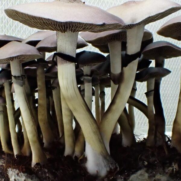 Magic mushroom